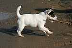 Parson Russell Terrier Welpe / parson russell terrier puppy