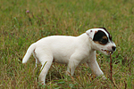 Parson Russell Terrier Welpe knabbert Stöckchen / PRT puppy