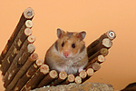 Goldhamster / golden hamster