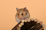 Goldhamster / golden hamster