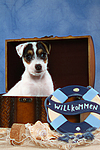 Parson Russell Terrier Welpe / parson russell terrier puppy