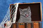 Britisch Kurzhaar Kätzchen / british shorthair kitten