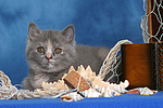 Britisch Kurzhaar Kätzchen / british shorthair kitten