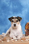 Parson Russell Terrier