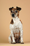 Jack Russell Terrier