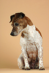 Jack Russell Terrier