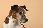 Jack Russell Terrier