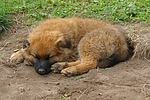 schlafender Harzer Fuchs Welpe / sleeping Harzer Fuchs puppy