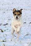 rennender Parson Russell Terrier im Schnee / running PRT in snow