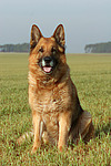 sitzender Deutscher Schäferhund / sitting German Shepherd