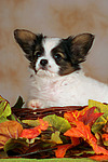 Papillon Welpe / papillon puppy