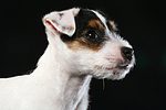 Parson Russell Terrier Welpe / parson russell terrier puppy