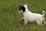 rennender Parson Russell Terrier Welpe / running PRT puppy