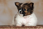 liegender Papillon Welpe / lying papillon puppy