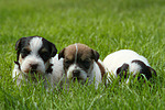 Parson Russell Terrier Welpen / parson russell terrier puppies