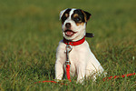 sitzender Parson Russell Terrier Welpe / sitting PRT puppy