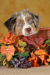 Miniature Australian Shepherd Welpe / miniature australian shepherd puppy