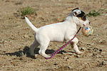 Parson Russell Terrier Welpe / parson russell terrier puppy