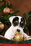 Parson Russell Terrier Welpe zu Weihnachten / PRT puppy at christmas