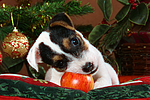 Parson Russell Terrier Welpe zu Weihnachten / PRT puppy at christmas