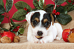 Parson Russell Terrier Welpe zu Weihnachten / PRT puppy at christmas