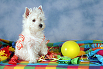 sitzender West Highland White Terrier Welpe / sitting West Highland White Terrier Puppy