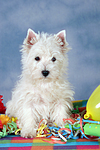 sitzender West Highland White Terrier Welpe / sitting West Highland White Terrier Puppy