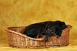 Dobermann im Körbchen / Doberman Pinscher in basket