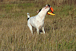 Parson Russell Terrier