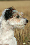 Parson Russell Terrier Portrait