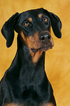 Dobermann Portrait / Doberman Pinscher Portrait