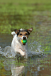 spielender Parson Russell Terrier / playing PRT