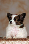 liegender Papillon Welpe / lying papillon puppy