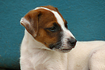 Jack Russell Terrier Welpe / Jack Russell Terrier puppy