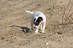 Parson Russell Terrier Welpe / parson russell terrier puppy