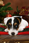 Parson Russell Terrier Welpe zu Weihnachten / PRT puppy at christmas