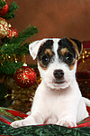 Parson Russell Terrier Welpe zu Weihnachten / PRT puppy at christmas