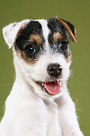 Parson Russell Terrier Welpe Portrait / PRT puppy portrait