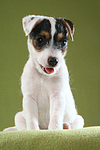 sitzender Parson Russell Terrier Welpe / sitting PRT puppy