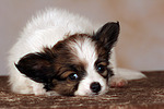 liegender Papillon Welpe / lying papillon puppy