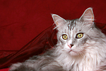 Maine Coon Portrait