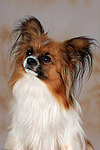 Papillon Portrait