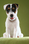 sitzender Parson Russell Terrier Welpe / sitting PRT puppy