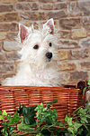 West Highland White Terrier Welpe / West Highland White Terrier Puppy