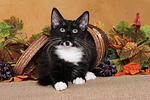 sitzendes Norwegisches Waldkätzchen / sitting Norwegian Forestcat kitten