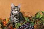 sitzendes Norwegisches Waldkätzchen / sitting Norwegian Forestcat kitten