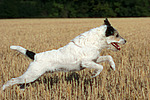 springender Parson Russell Terrier / jumping PRT