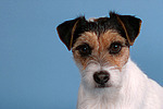 Parson Russell Terrier Portrait