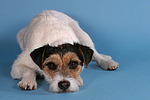 liegender Parson Russell Terrier / lying prt