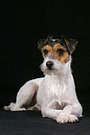 liegender Parson Russell Terrier / lying prt